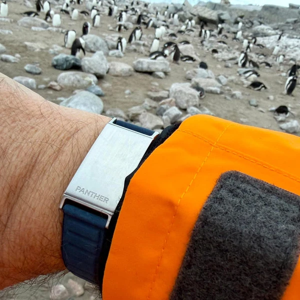 Antarctica Penguin Colony